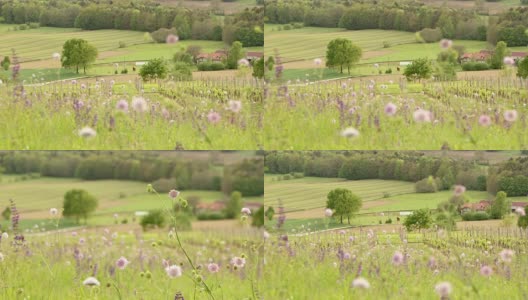 春天的花朵在风中摇曳高清在线视频素材下载