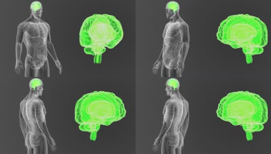 人类大脑放大与解剖学高清在线视频素材下载