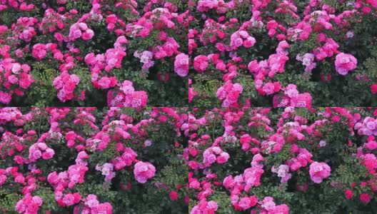 在公园里有粉红色的玫瑰，花圃里有玫瑰，造景，灌木玫瑰，美丽的玫瑰。红玫瑰种在春天的花园里。高清在线视频素材下载