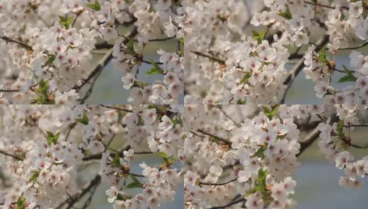 樱花的花,将日本秋田犬高清在线视频素材下载