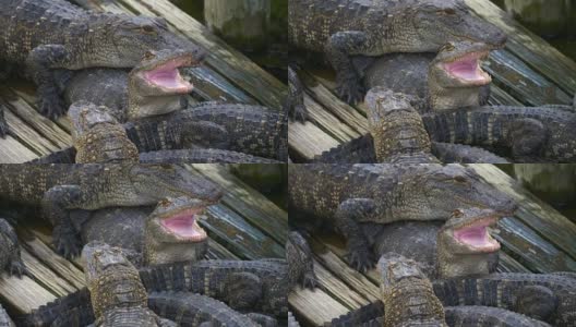 张大嘴巴的鳄鱼高清在线视频素材下载
