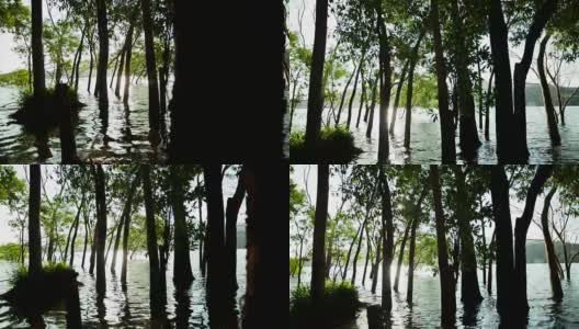motion - controlled time - lapse 4K footage of trees in the lake .湖中树木的运动控制延时4K镜头高清在线视频素材下载