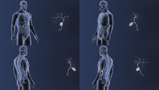 胆囊与器官一起放大高清在线视频素材下载
