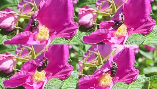 甲虫爬在开花的蔷薇上高清在线视频素材下载