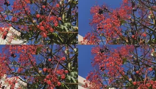 美丽的树与红色的花高清在线视频素材下载