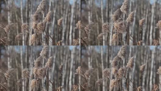 冬天的风景用芦苇覆盖着白霜，映衬着清晨的背景高清在线视频素材下载