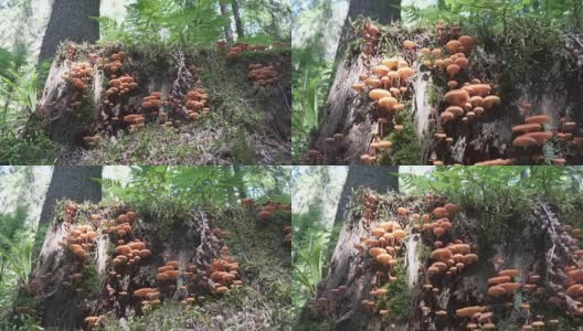 一株腐烂的树干上长着的大簇毛竹菇(墨汁菇)高清在线视频素材下载