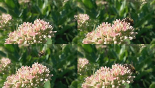 蜜蜂采集花蜜，慢镜头高清在线视频素材下载