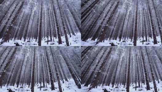 白雪覆盖的冷杉树高清在线视频素材下载
