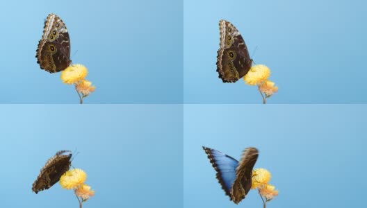 黄色花上的蓝色大闪蝶高清在线视频素材下载