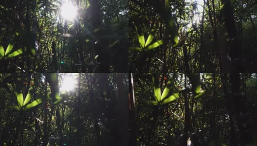 大自然希望阳光透过树叶的背光照射高清在线视频素材下载