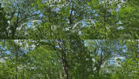 在一个阳光明媚但风很大的6月的一天，移动视频显示了高大树上的树叶发出的隆隆声。高清在线视频素材下载