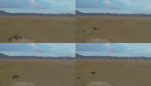 两个牧民在草原上赶着一群马高清在线视频素材下载