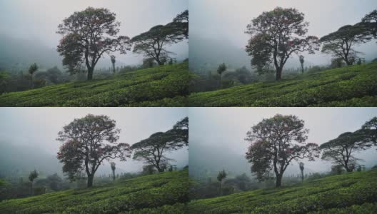 印度穆纳尔，在一个忧郁的日子里，一些大树下的茶园全景高清在线视频素材下载