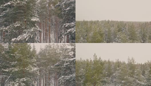 松树覆盖着雪生长在冬天的木材鸟瞰高清在线视频素材下载