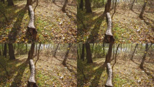 在河边的森林里，枯干的秋草上倒下的树干。高清在线视频素材下载
