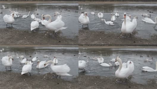 白天鹅和其他天鹅在一个池塘前摆姿势拍照高清在线视频素材下载