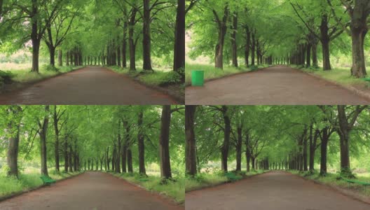 绿色的小巷与大树。美好的夏日。高清在线视频素材下载