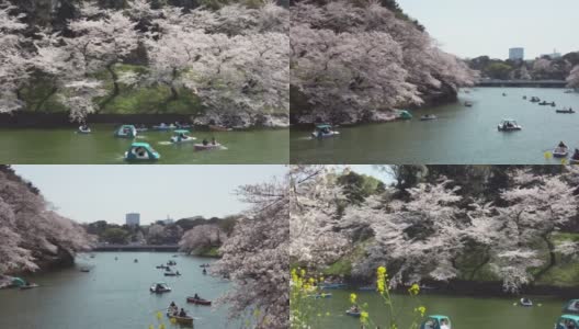 樱花盛开在千代田区九段市，东京高清在线视频素材下载