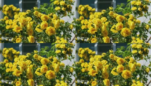 在一个阳光明媚、刮风的日子里，黄色的玫瑰开花高清在线视频素材下载