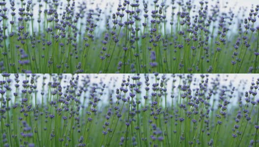 近距离的美丽盛开的薰衣草在风中摇曳。在普罗旺斯薰衣草紫色芳香的花。高清在线视频素材下载
