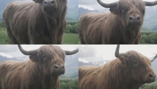 山上的苏格兰牛的肖像。高清在线视频素材下载