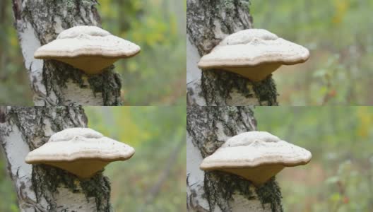 药用蘑菇长在树皮上。树蘑菇在树上。特写视频高清在线视频素材下载