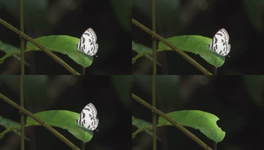 热带雨林中的带蓝色皮耶罗蝴蝶。高清在线视频素材下载