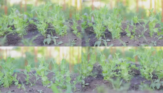 豌豆在菜地的园床上成行地发芽。种植蔬菜。农业。在春季和夏季的夏房园艺。高清在线视频素材下载