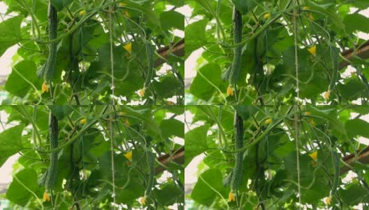 近距离拍摄的温室中悬挂在灌木丛中的黄瓜。夏天的一天，新鲜的黄瓜在树枝上成熟。农业的主题。种植蔬菜的农场。高清在线视频素材下载