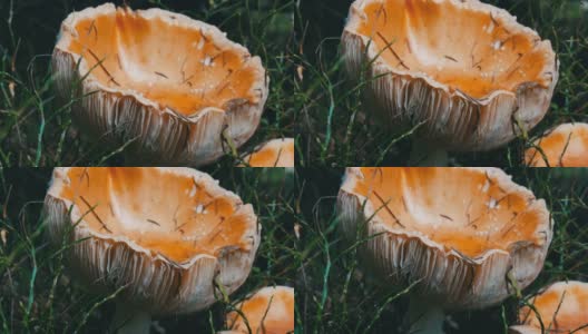 巨大的巨型蘑菇在草地近距离观察。秋收十月香菇高清在线视频素材下载