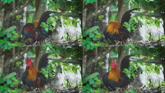 特写的矮脚鸡在灌木丛下的早晨，家禽高清在线视频素材下载
