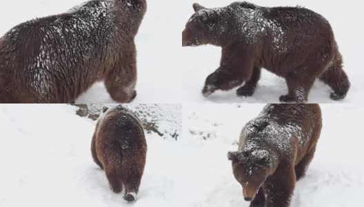 在大自然的冬天，棕熊在雪地里高清在线视频素材下载