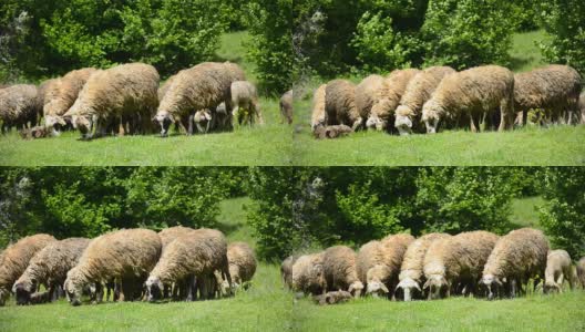 绵羊在茂盛的草地上吃草高清在线视频素材下载