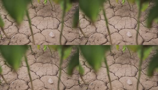 从干裂的土地上生长的植物高清在线视频素材下载