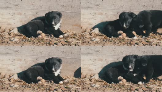 两只可爱的黑白相间的小狗躺在阳光下互相玩耍。高清在线视频素材下载