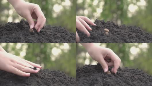 园丁将种子手工播种到泥土中。农民用手在土壤中播种成行。工业人民成长自然概念。高清在线视频素材下载