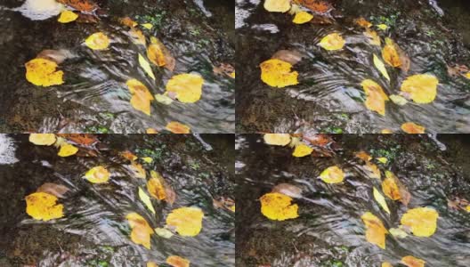 枯黄的树叶落在小溪里。秋天的大自然高清在线视频素材下载