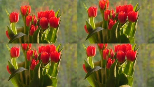 一个阳光明媚的日子，窗台上挂着一束美丽的红色春天郁金香高清在线视频素材下载
