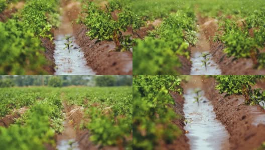 种植土豆的农田渐渐变得潮湿高清在线视频素材下载