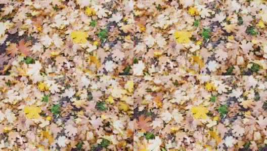枯黄的秋叶一片片五颜六色地躺在地上，慢悠悠地移动着高清在线视频素材下载