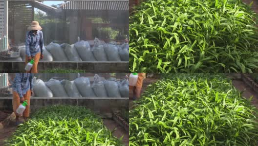 在东南亚，上了年纪的女农民给她农场里的蔬菜施用有机肥。高清在线视频素材下载
