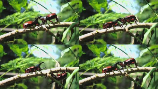 犀牛甲虫在一根树枝上打斗4k视频。高清在线视频素材下载
