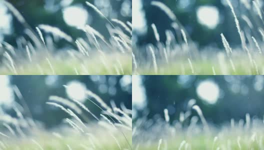 柔软的梦幻白色草羽毛在风与温暖的夏天阳光的光，柔软和清新的自然在秋天，一个春天或夏天的季节背景高清在线视频素材下载