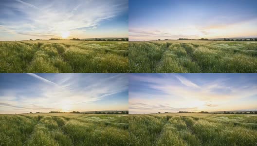 在绿色的麦田和雏菊上方的一个可爱的日落的视频时间流逝高清在线视频素材下载