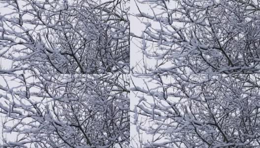 慢慢地摇过一根被雪覆盖的树枝高清在线视频素材下载
