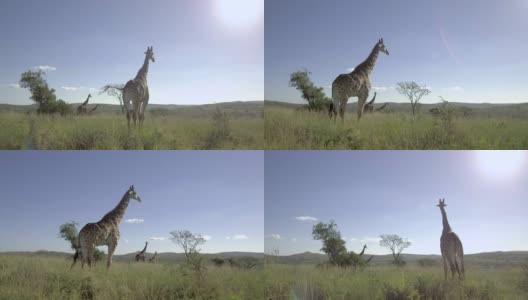 非洲大草原长颈鹿的追踪镜头。高清在线视频素材下载