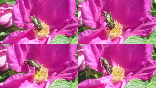 甲虫爬在开花的蔷薇上高清在线视频素材下载