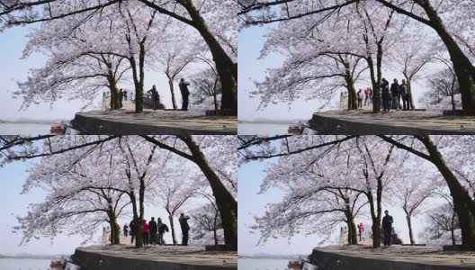樱花盛开在无锡的太湖高清在线视频素材下载