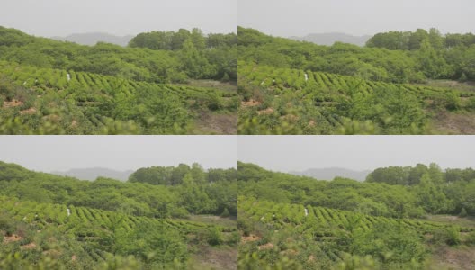 湖南的绿茶田高清在线视频素材下载